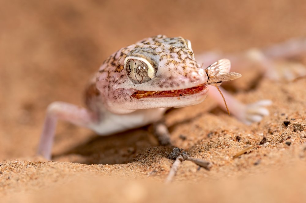 Dune Gecko with a meal