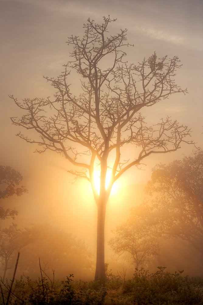 Misty Sunrise