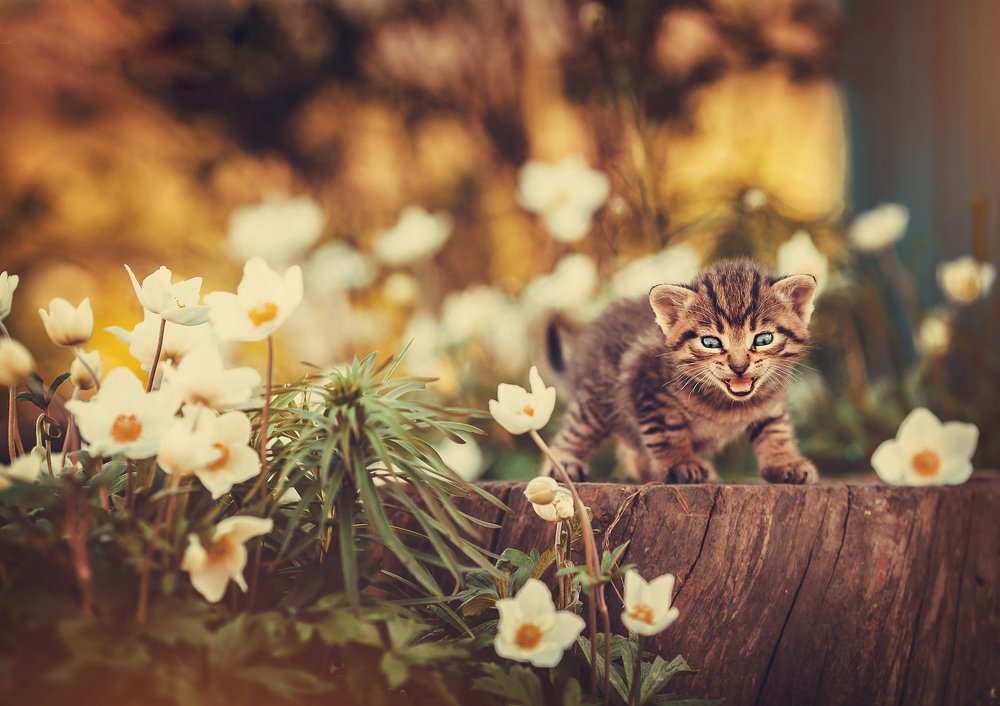 Мой маленький тигр....