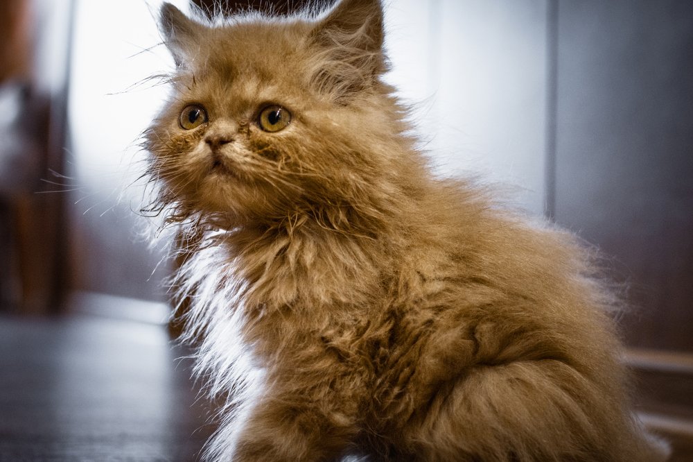 котенок Марсэль