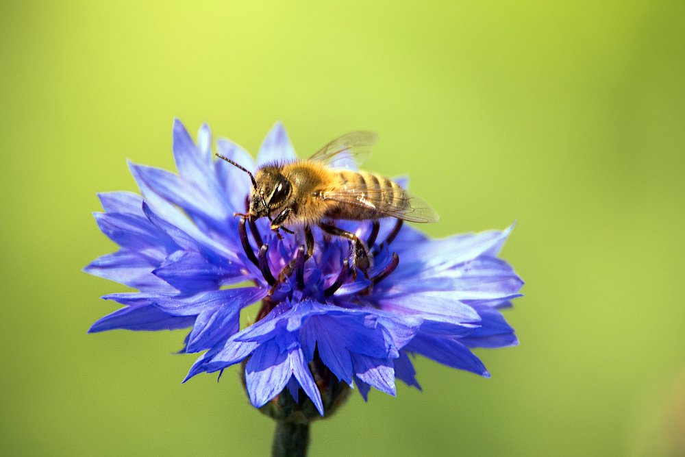 Пчела на цветке