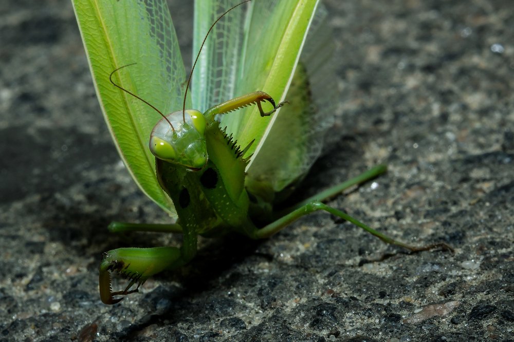 Из последних сил