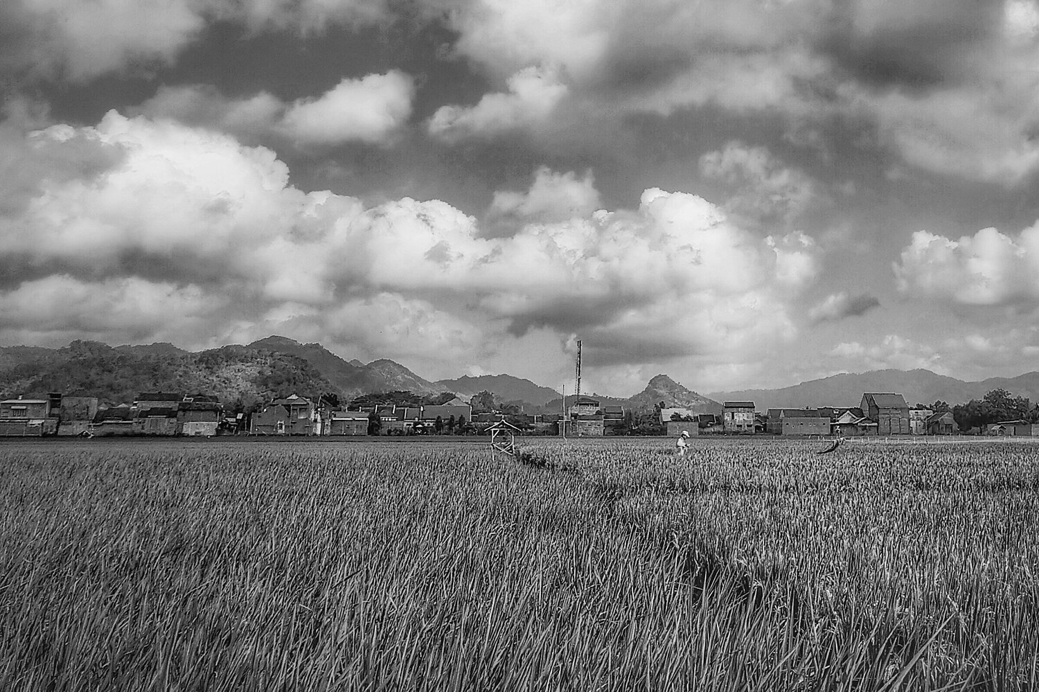 this very paddy field