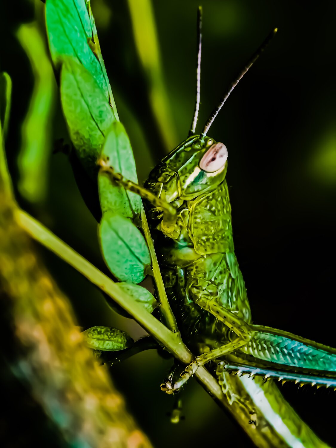 GrassHopper
