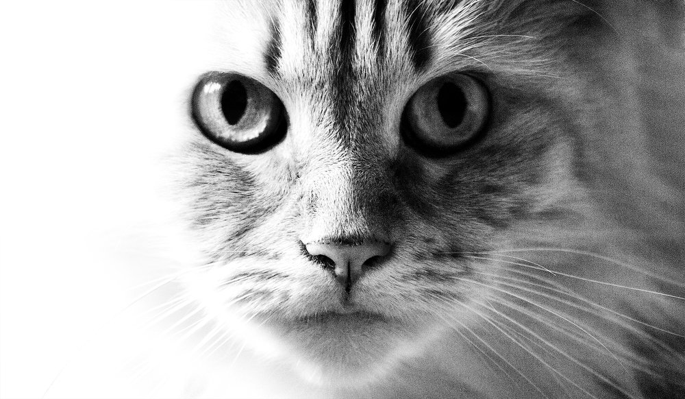 Лицом к лицу