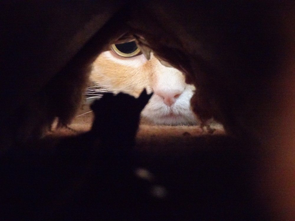 Мышка, ты где?