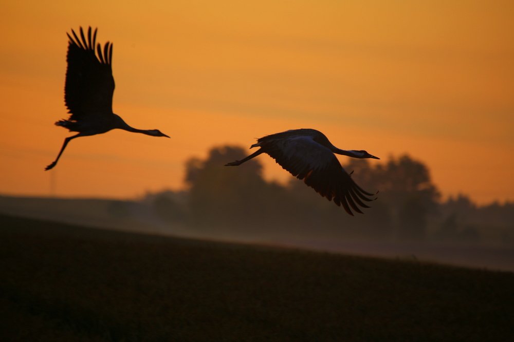 Птичий полёт