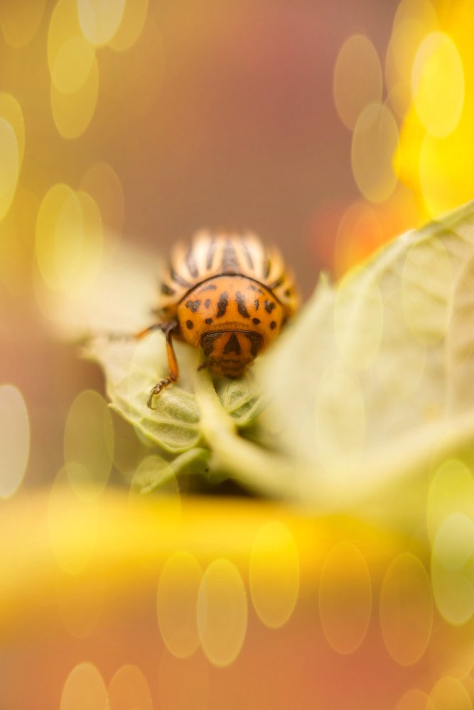 Photograph by Олеся