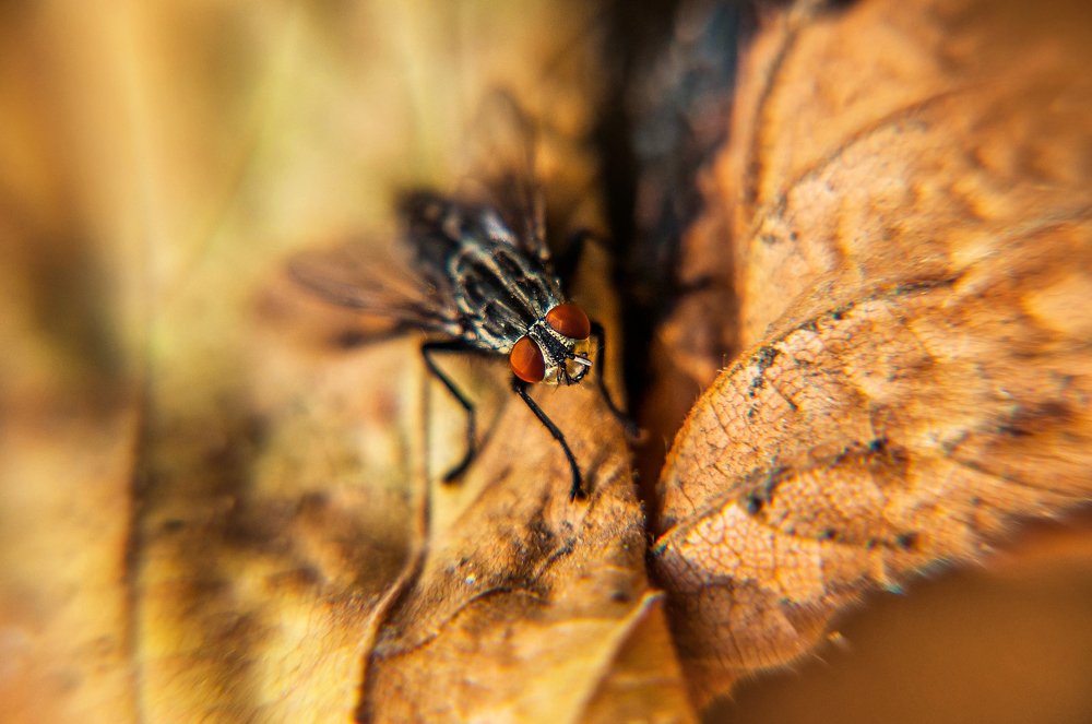 Photograph by Олеся