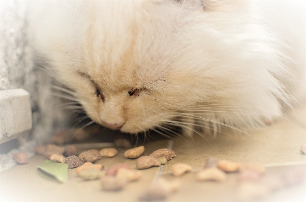 street cat eating