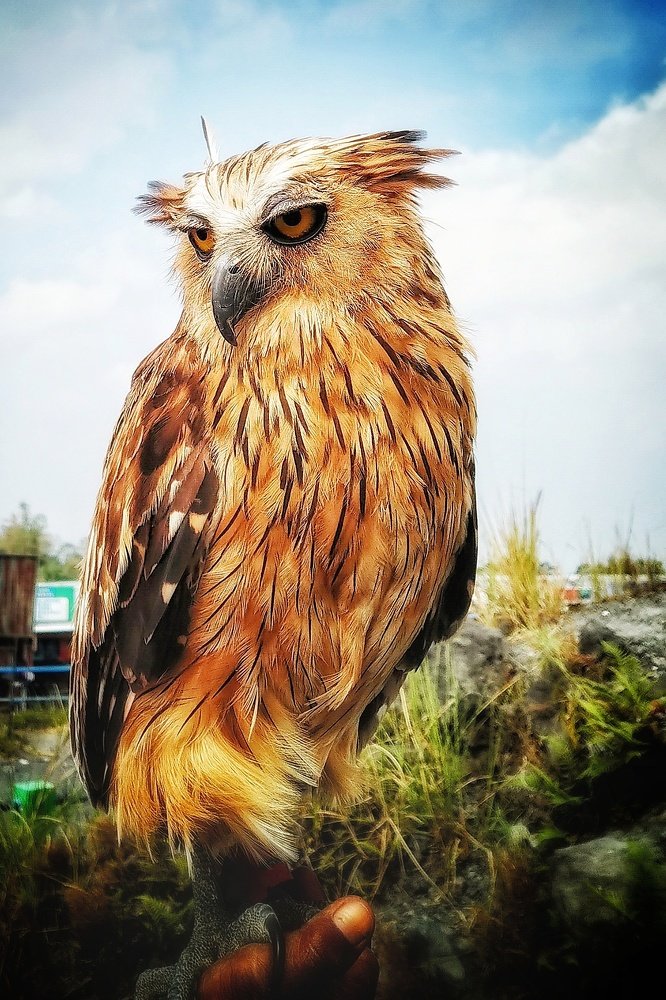 Nice little day owl