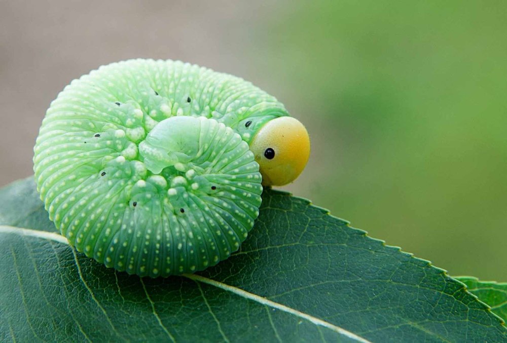 Глазки пуговки