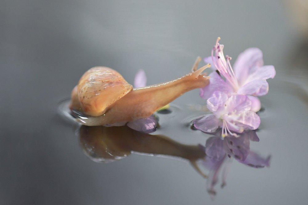 Улитка и багульник