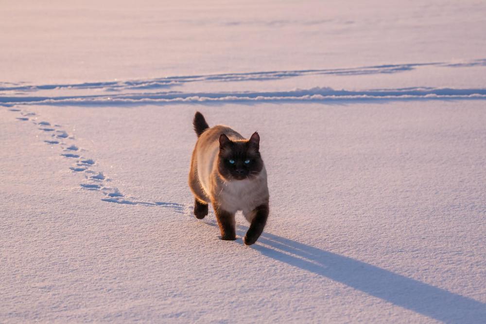 ЗИМНЯЯ ПРОГУЛКА ПО  РЕКЕ
