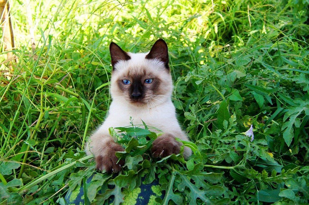 Астраханские арбузы