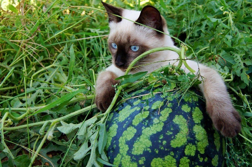 КЕША И АРБУЗ