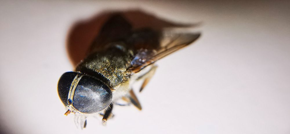 Szudetasbogoly (Tabanus sudeticus) - HDR - SL3 - SuperMacro