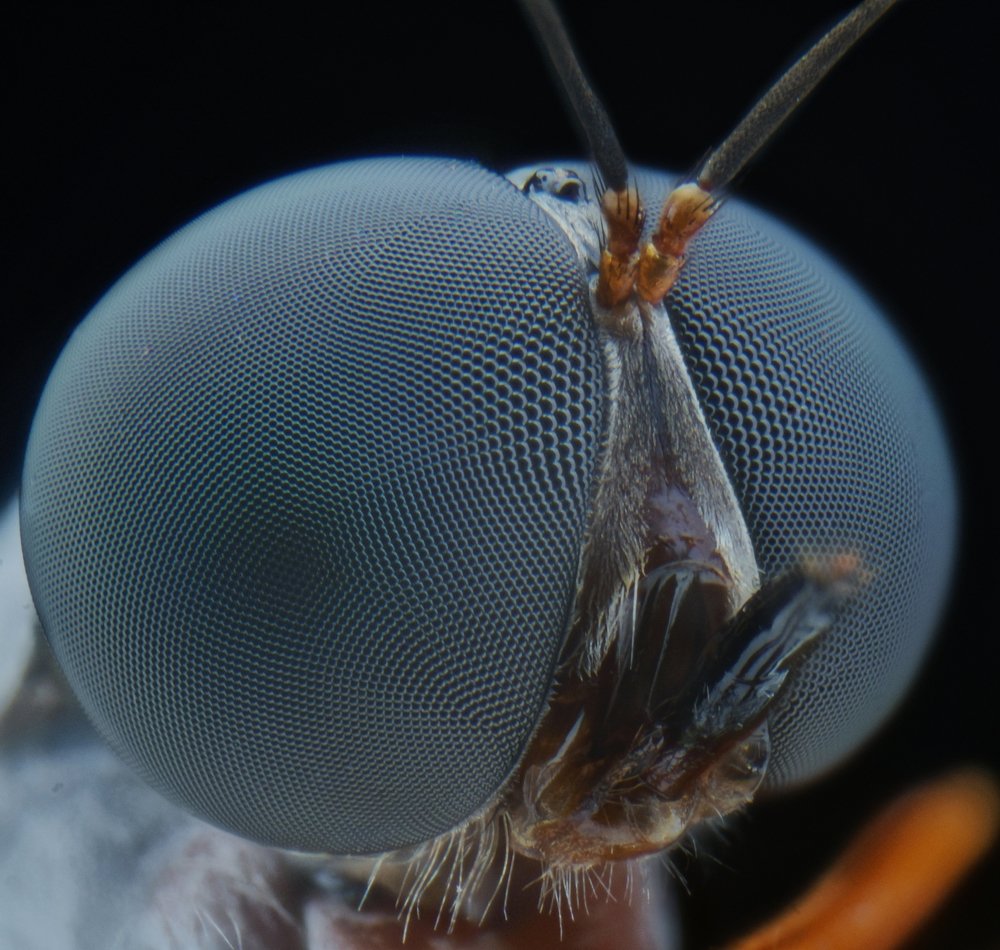 Soldier Fly extreme portrait shot.
