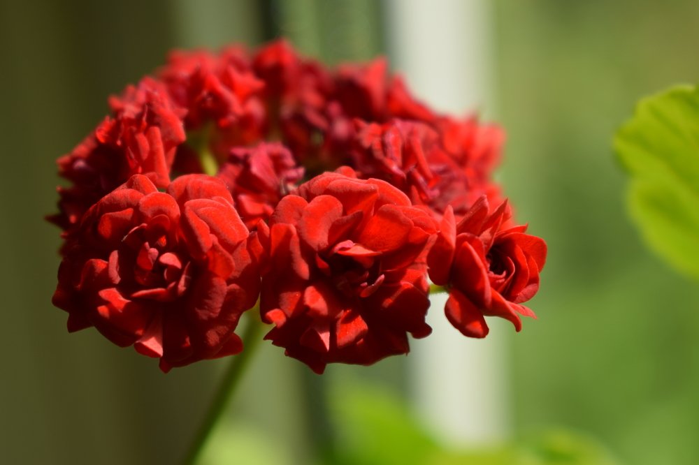 Миллион алых роз