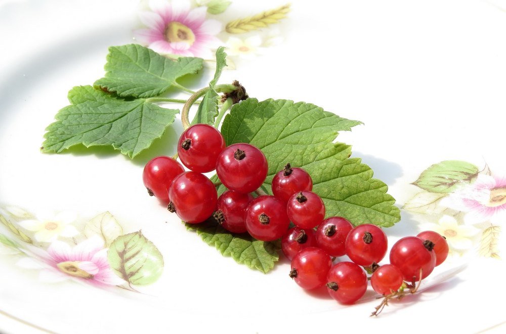 Красная смородина