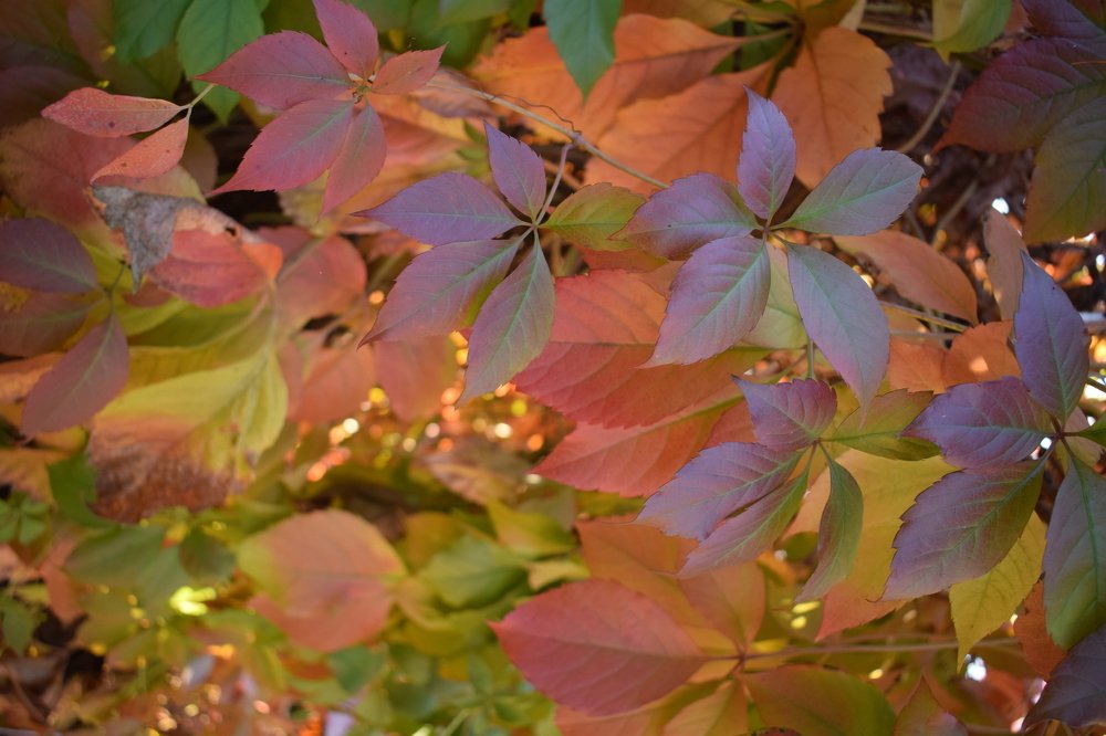 Осенние цвета винограда