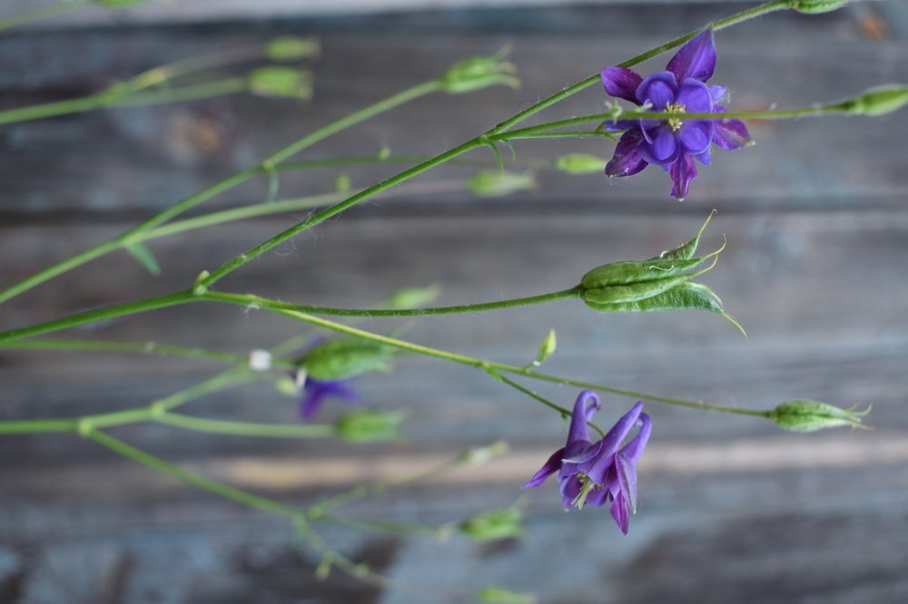 Фиолетовые цветы