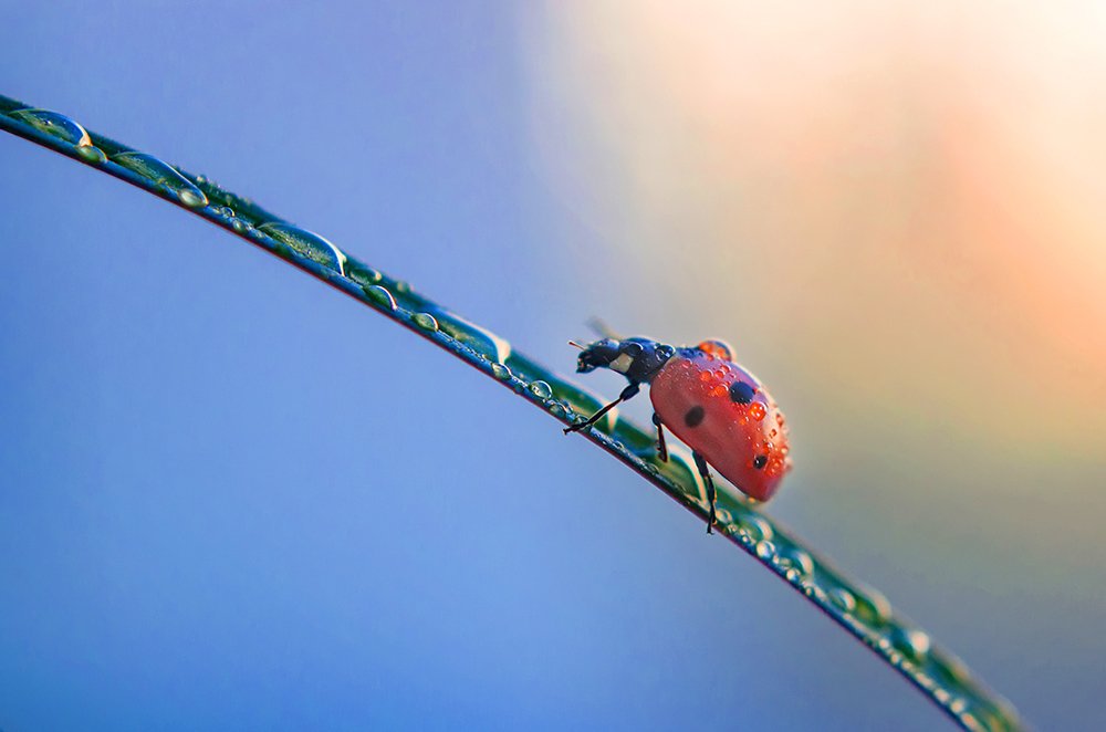 Божья коровка