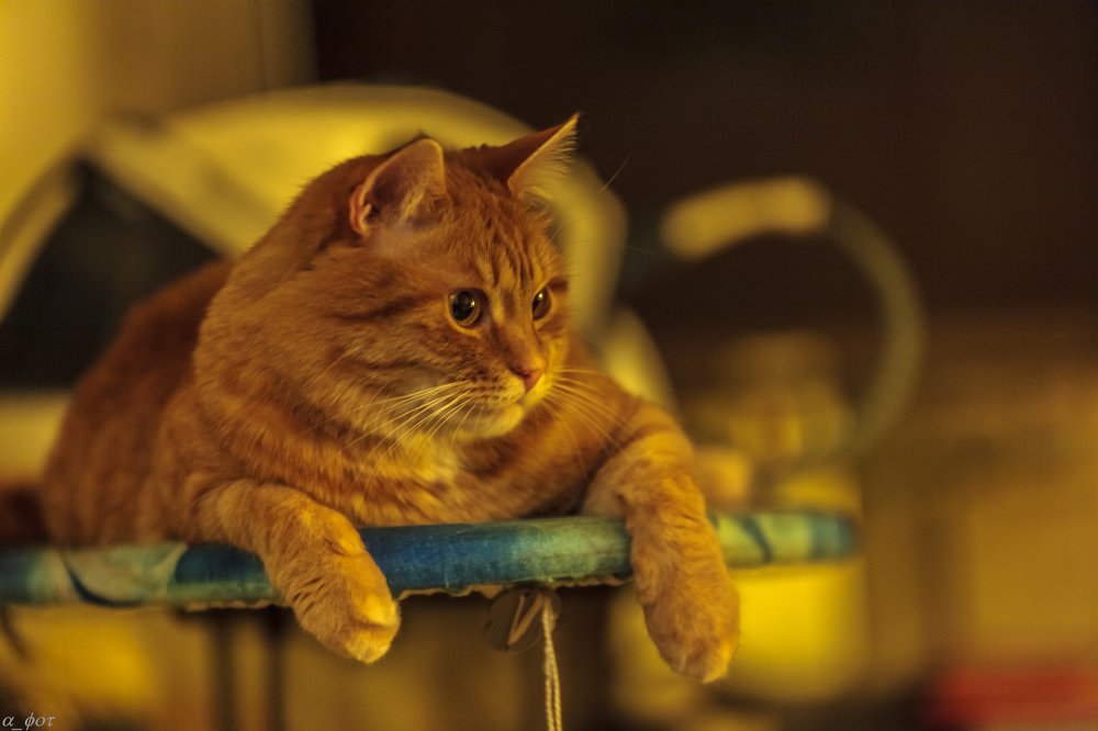 "Моя доска!"