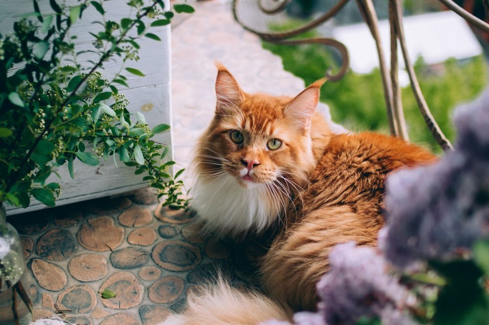 Photograph by Елена Демина