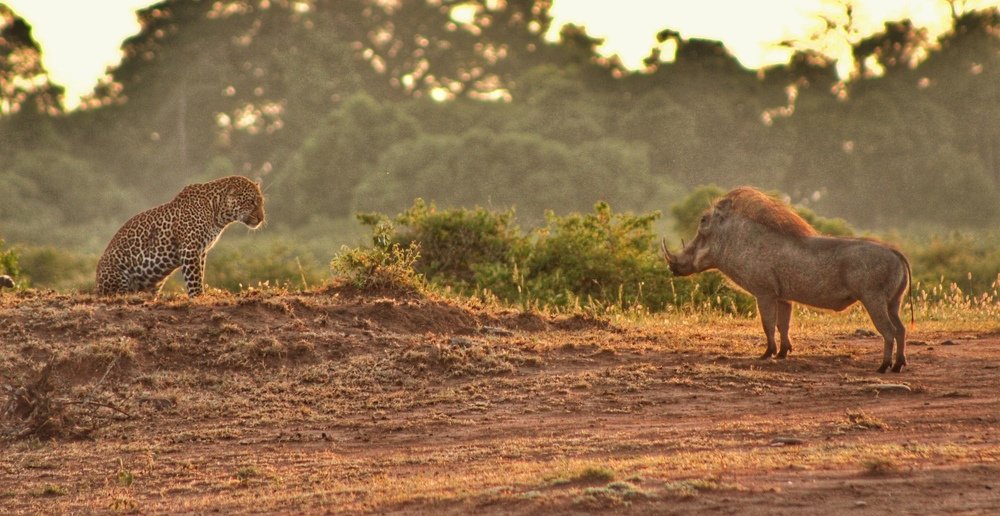 the hunter being hunted