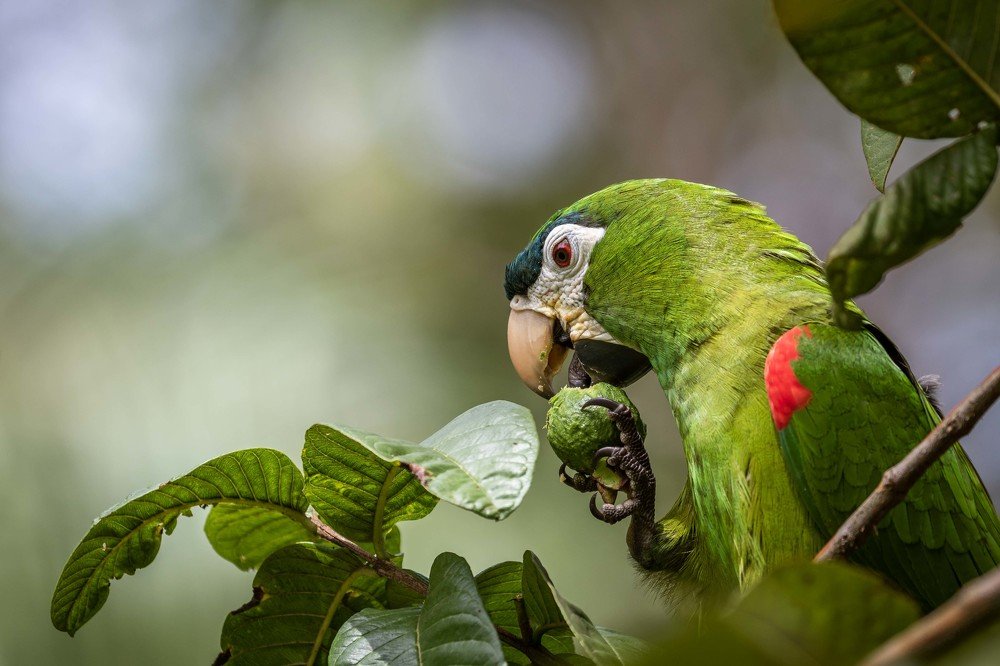 Maracanã-pequena (Diopsittaca nobilis) Red-shouldered Macaw