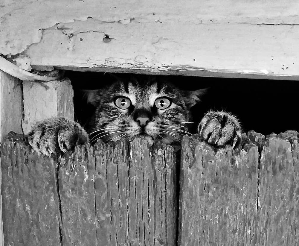 Photograph by Андріана Мужик