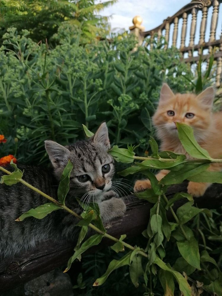 Photograph by Андріана Мужик