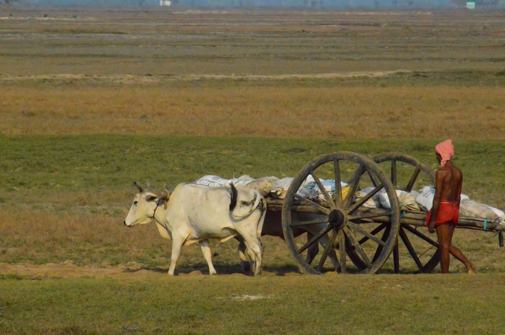 Bullock Cart !!!