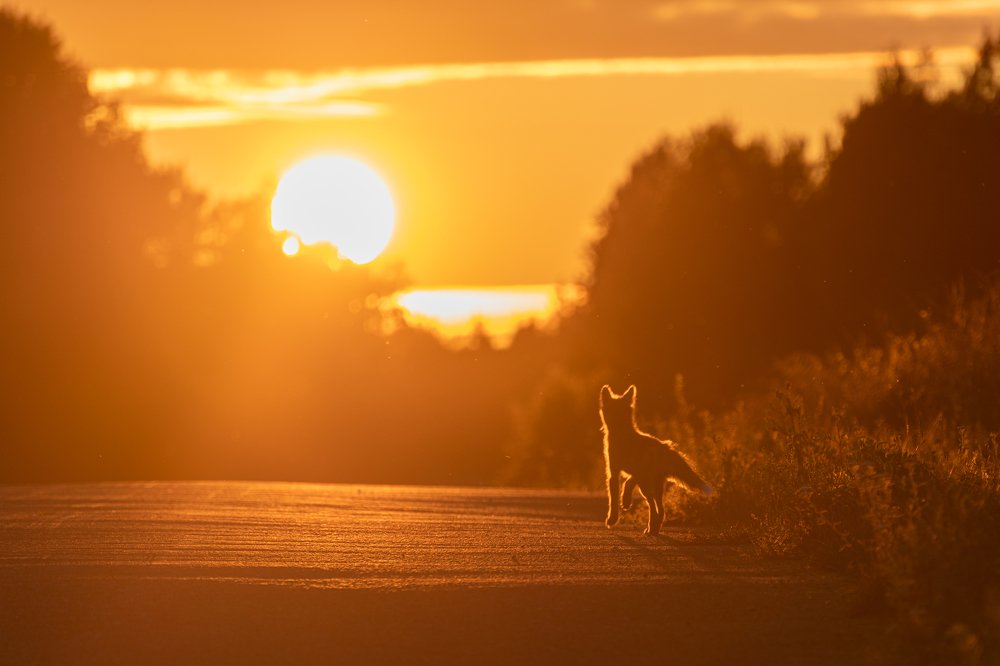 Солнечный лис