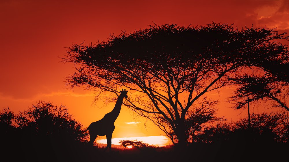African sunset