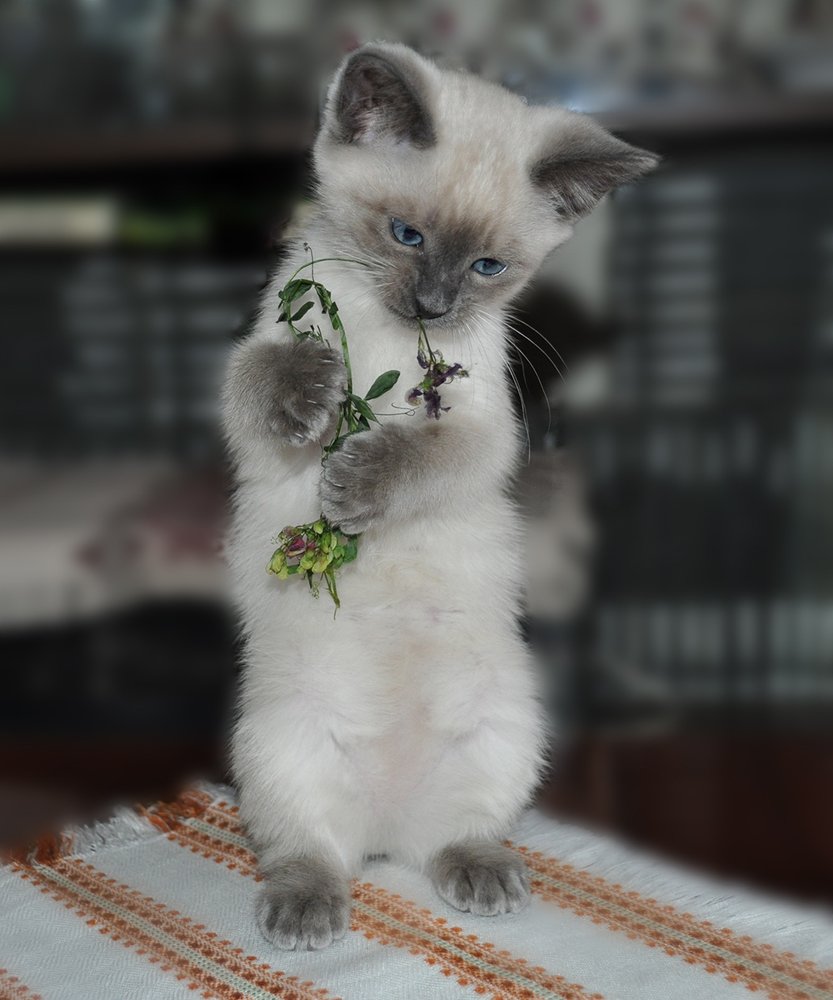 Букетик для Алисы