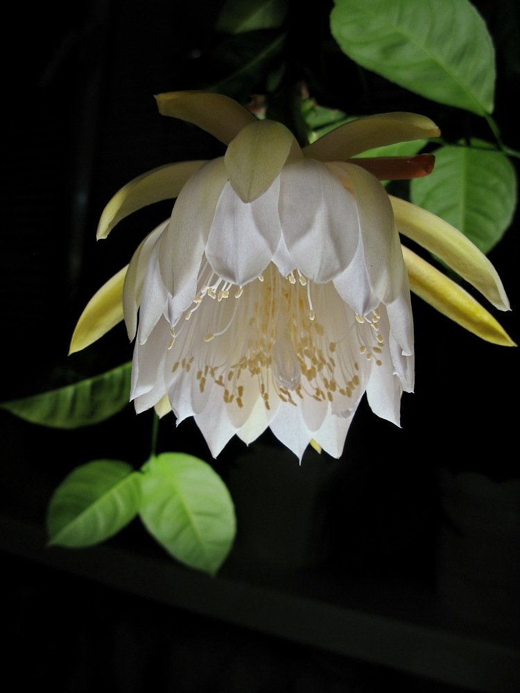 Цветок Эпифиллума