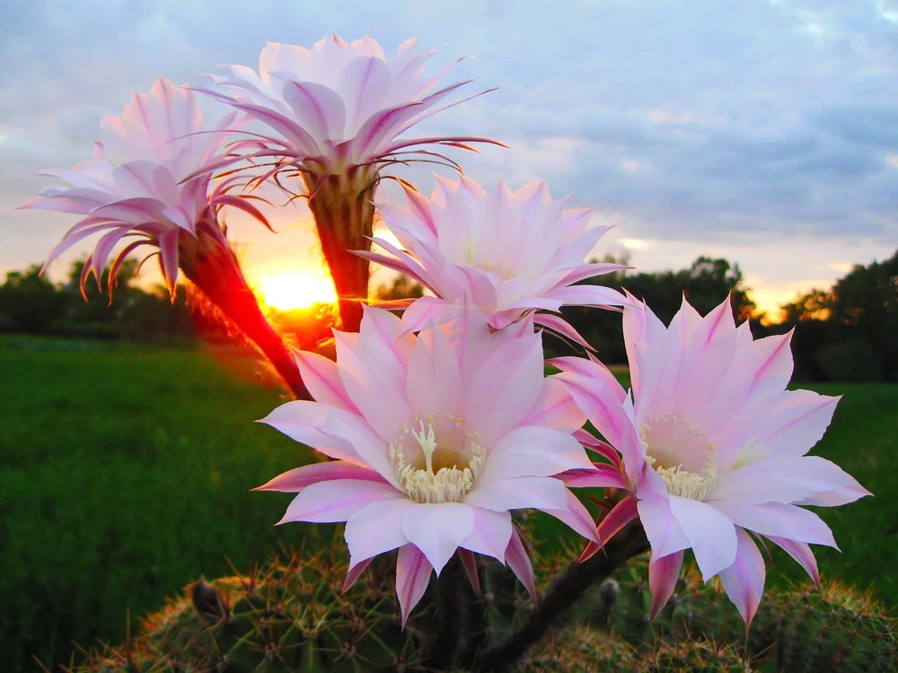 Проводи солнца