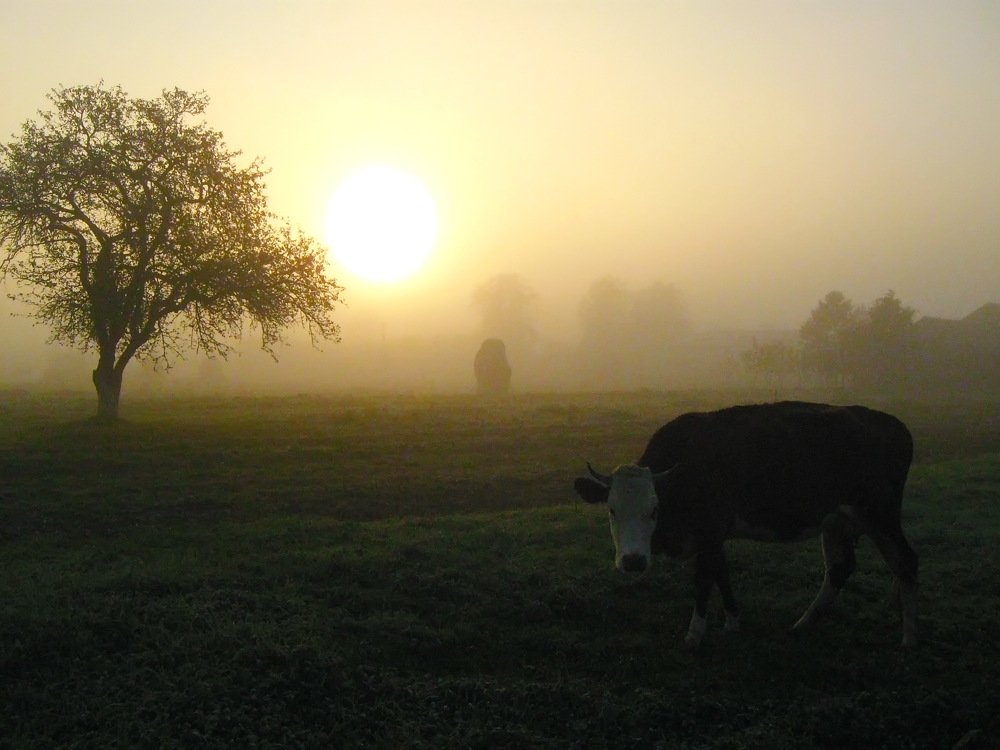 Утро в деревне