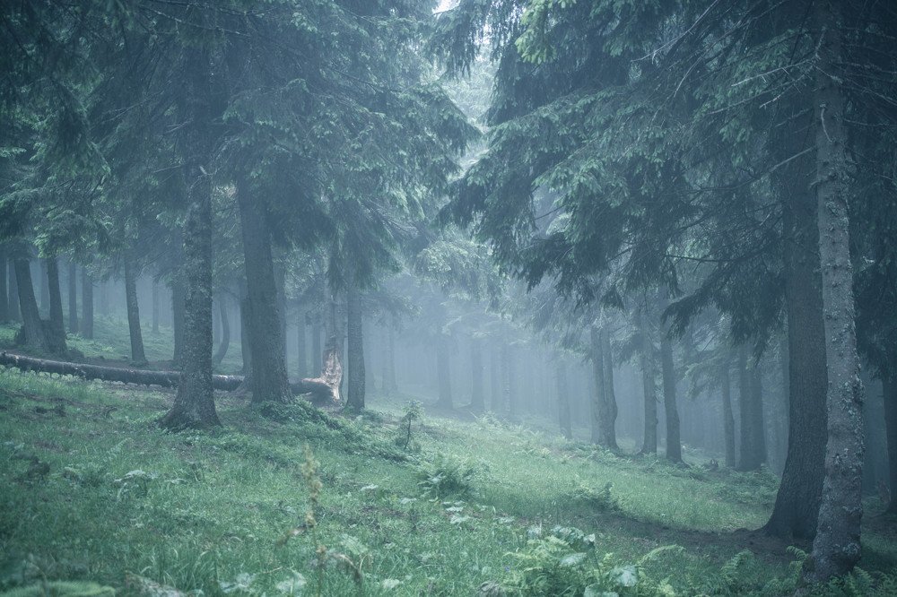 Мистический лес