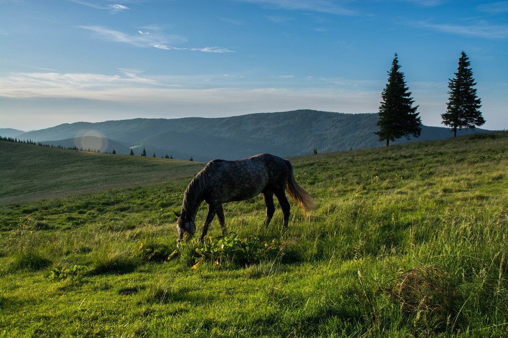 Карпатская лошадка