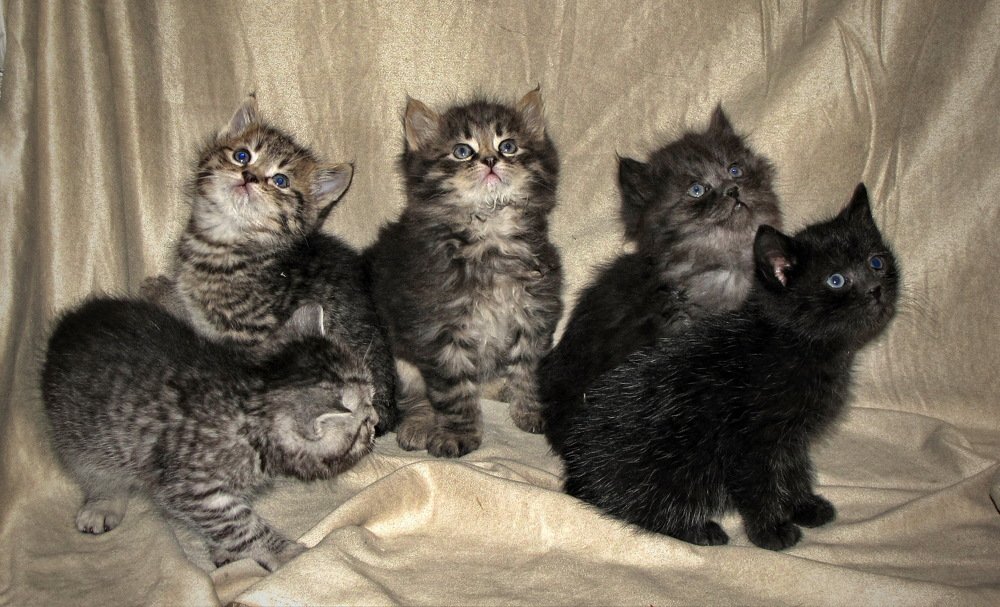 Five little kitens