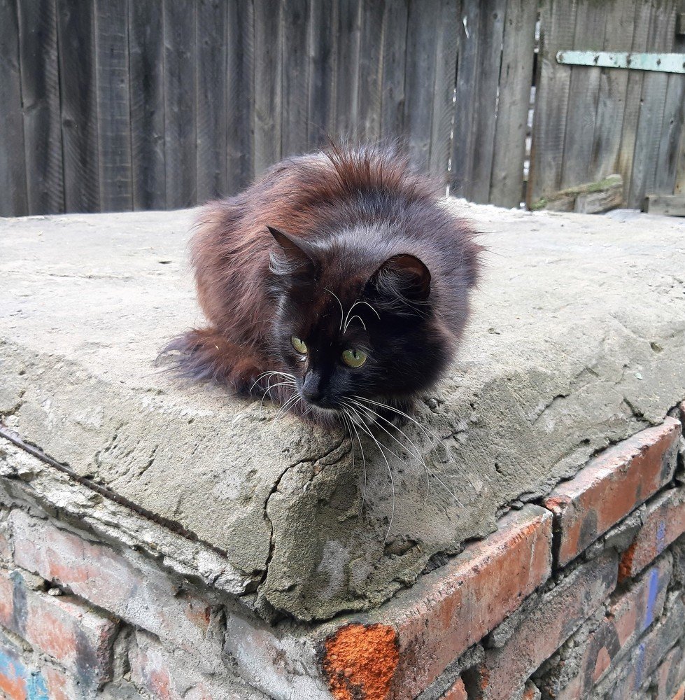 Рядом - собака...