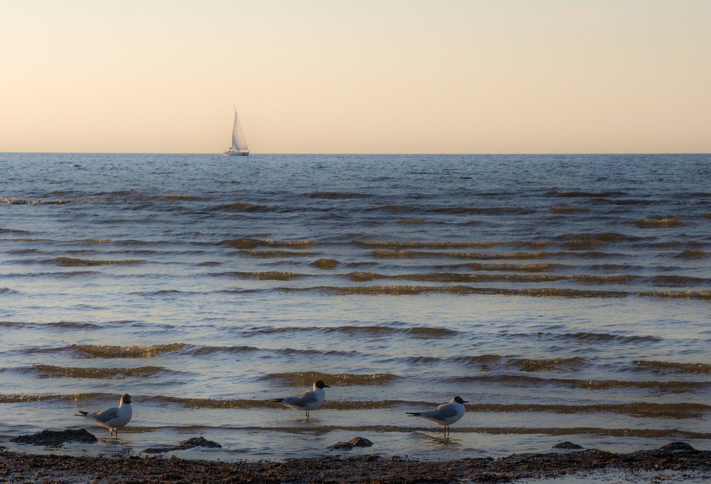 Парус и крылья