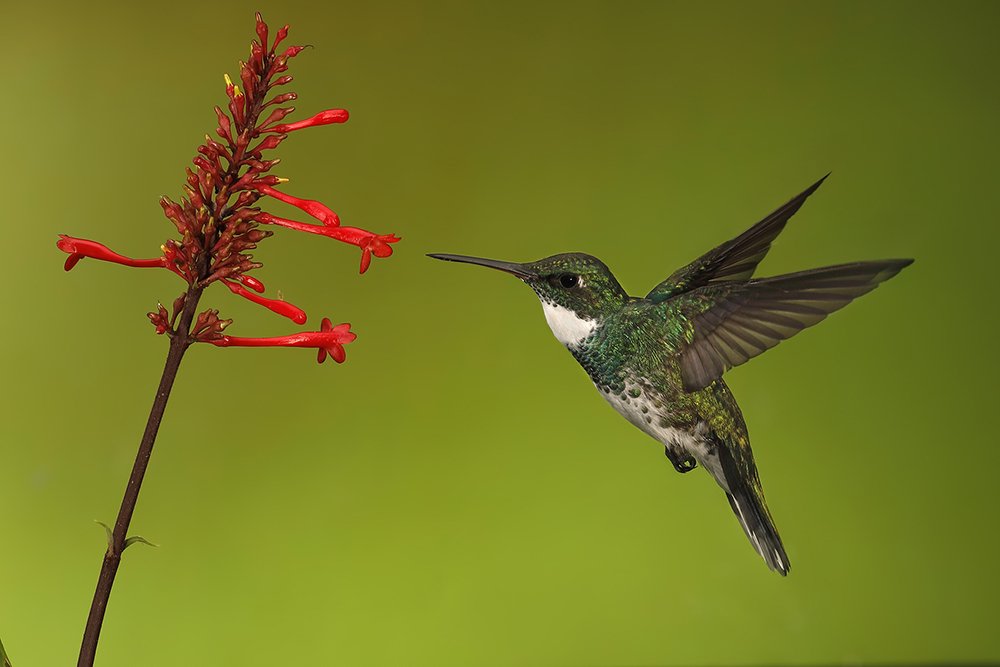 White throated hummingbird