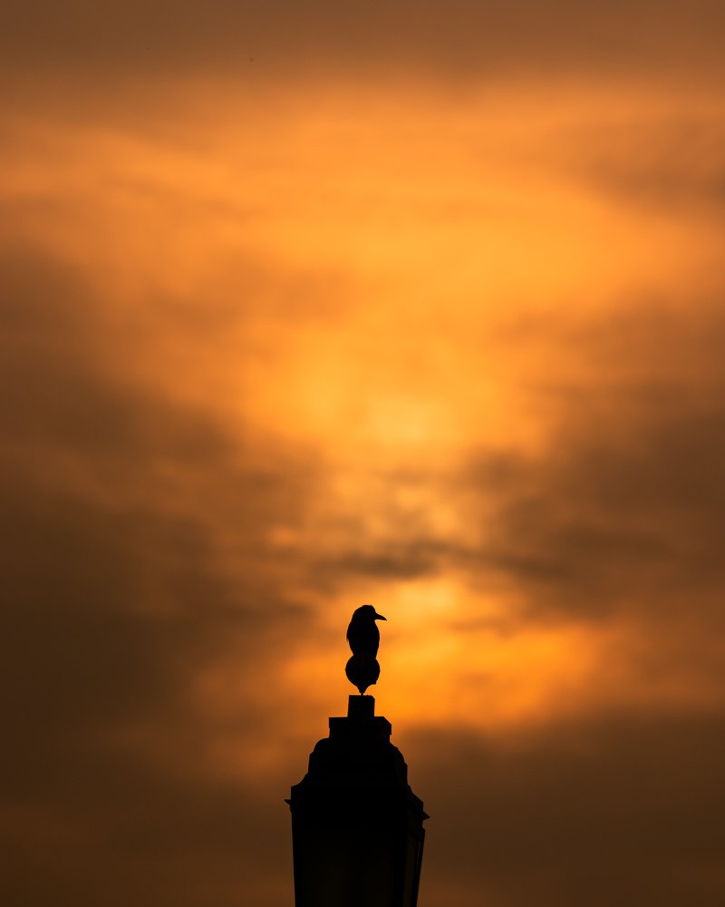 Early bird watching the sun rise.