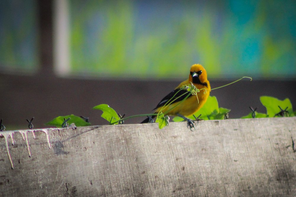 Фотография автора Sherlene Naipaul