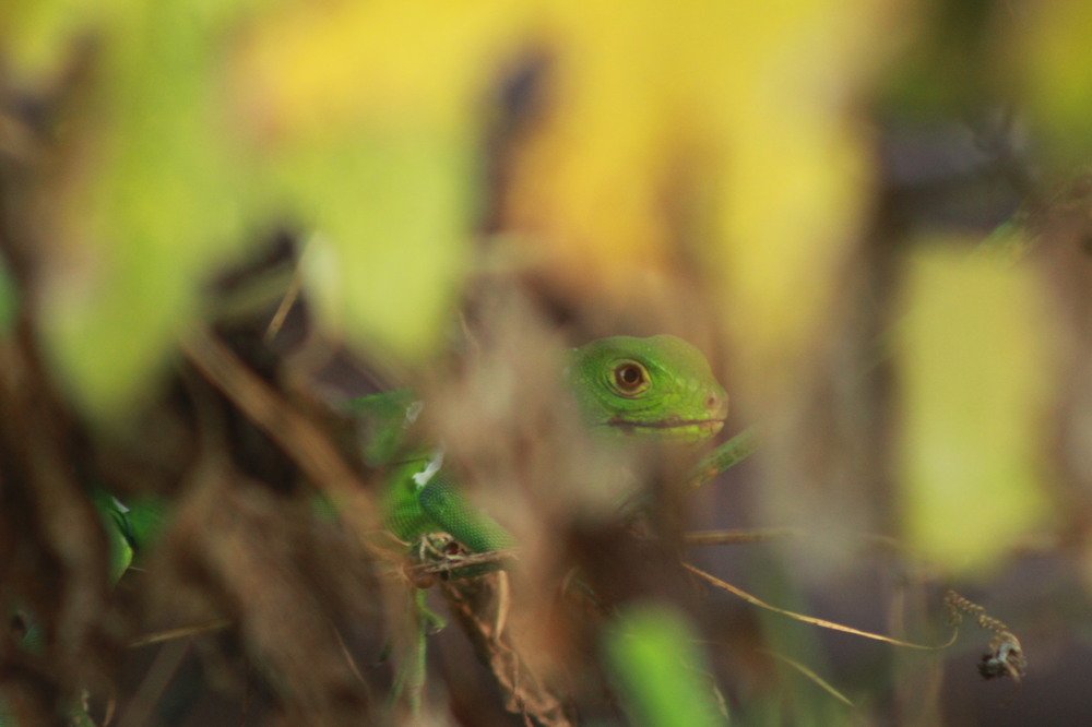 Фотография автора Sherlene Naipaul