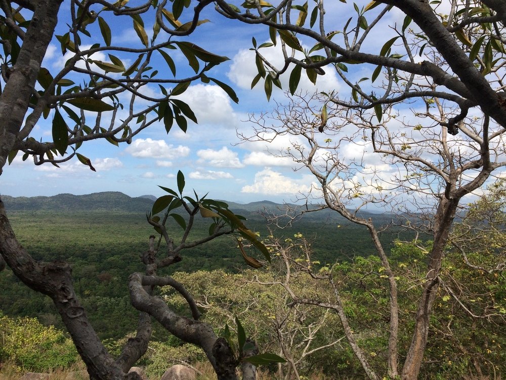 sigiriya jungle